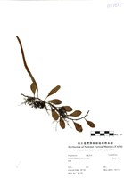 藏品(抱樹石葦)的圖片